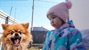 Злая собачка