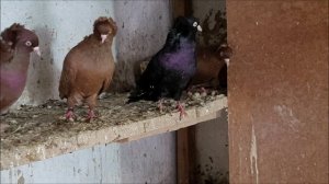 Владимир Ивановичь. Шикарная коллекция  голубей Зеленокумска.