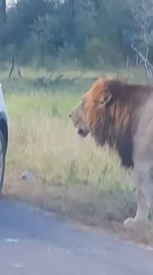 12 удивительных диких животных ⚡