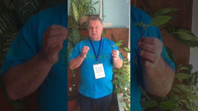 стевия отзыв 5