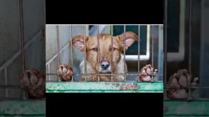 Ванька живодёр(Алёна Далида)