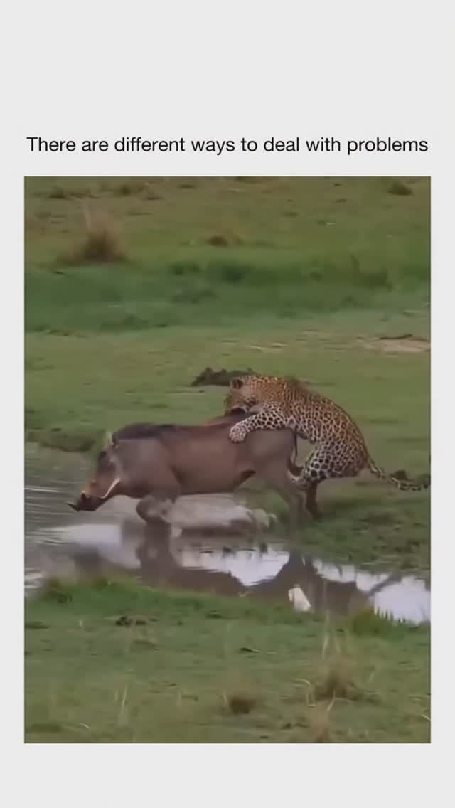 Пумба и леопард. Кто кого!?