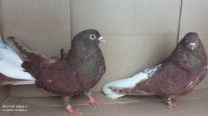 14.03.2026 часть1 Ярмарка голубеводов в Самаре. Олег Костяков