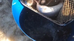 привоз новой партии форели