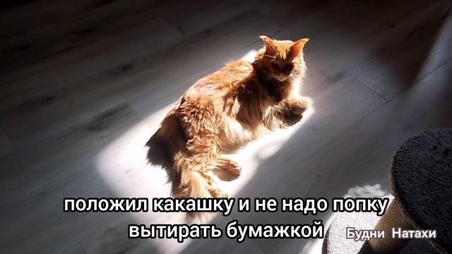 Стишок из дедства! Хорошо быть котиком...
