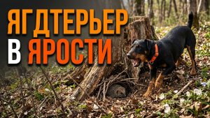 Ёжик, выходи, подлый трус!