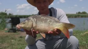 Рыбалка на сазана, разведал дикарь и наловил рыбы !