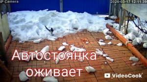 Автостоянка оживает