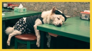 Чиндоль в поисках потерянной копилки! Мне страшно темноты 💸🌙🐶