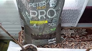 В чём причина гибели виноградных саженцев