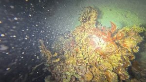 Панглао 2026. Night dive