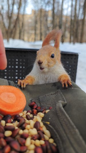 Милая белка