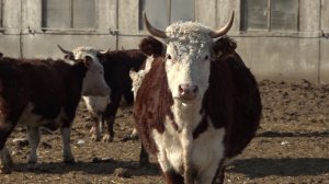 Карантин в Новосибирской области сработал: распространение болезни скота остановлено