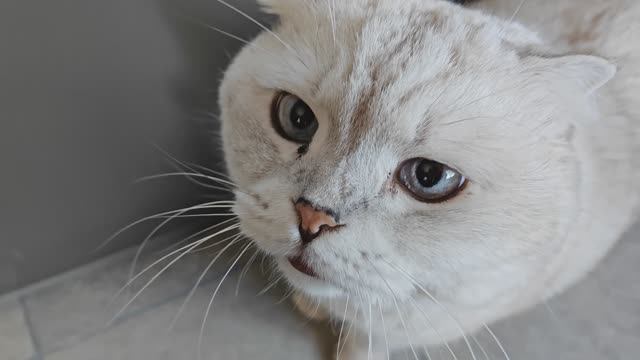 Папа не в форме / Коломбо в доме / Больничный (03.26)