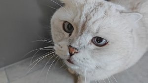 Папа не в форме / Коломбо в доме / Больничный (03.26)