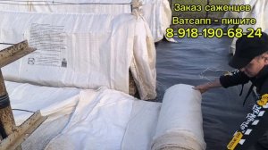 Открытие и первая обработка винограда.