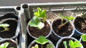 Как прижились саженцы клубники в марте месяце. Отличный выбор саженцев для раннего укоренения.