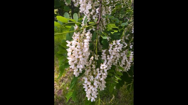 Белый цвет акаций. Песня А. Янущик