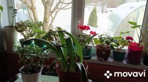 17 марта всходят томаты