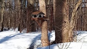 Белка и кормушка для птиц