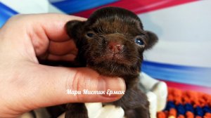 Открыт для резерва Ермак #ЦЕНА 40 тр ДО 03.04.26 #купить_щенка_чихуахуа_продаю +79215950848