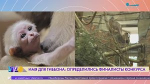 В Ленинградском зоопарке выберут имя для детеныша белорукого гиббона