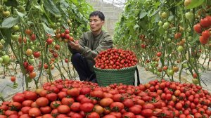 Собираю спелые помидоры и отправляюсь на рынок продавать. Готовлю вечером простую деревенскую еду