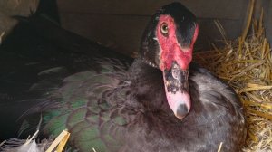 Подкладываем индоуточке яйцо.