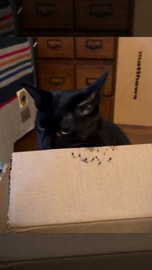 Компостер с ушами