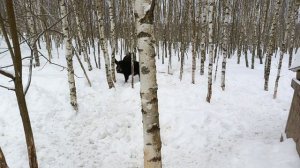 Охота на Кабана