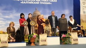 21-22.02.2026, СПб. Клуб «НЕВСКАЯ ЗАСТАВА». Рейтинговая выставка «БАЛТИЙСКИЙ ТРИУМФ» (САС-ЧРКФ)
