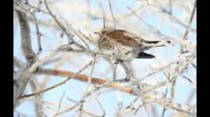 18 марта - Конон Огородник. Традиции и приметы