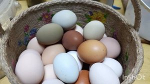 17-03-2026. Новая семья получилась СУПЕР!👍 🐔