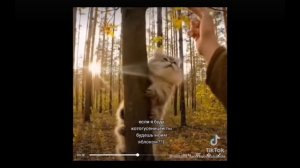 котогусеницы очень милые❤
