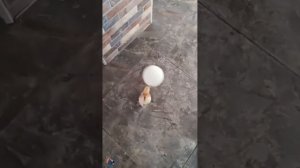 Забавные животные