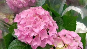 #красивые гортензии