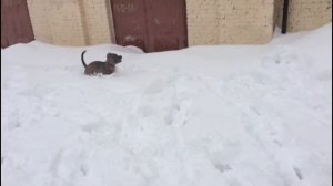 Варвара дэнс