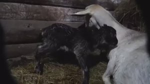 Пополнение в семействе Окот козы.