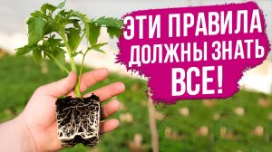 Как получить большой урожай томатов? Соблюдайте ЭТИ ПРАВИЛА.