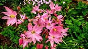 О цветочках...