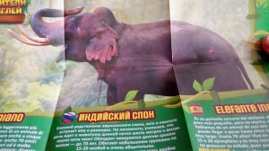 ПОВЕЛИТЕЛИ ДЖУНГЛЕЙ в пакетике от сбабам. Распаковка и обзор.