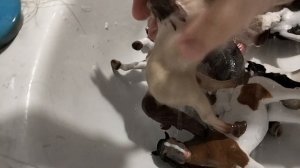 баня для ЛОШАДЕЙ!