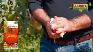 Томат БИФ СТАР F1 в ОТКРЫТОМ ГРУНТЕ