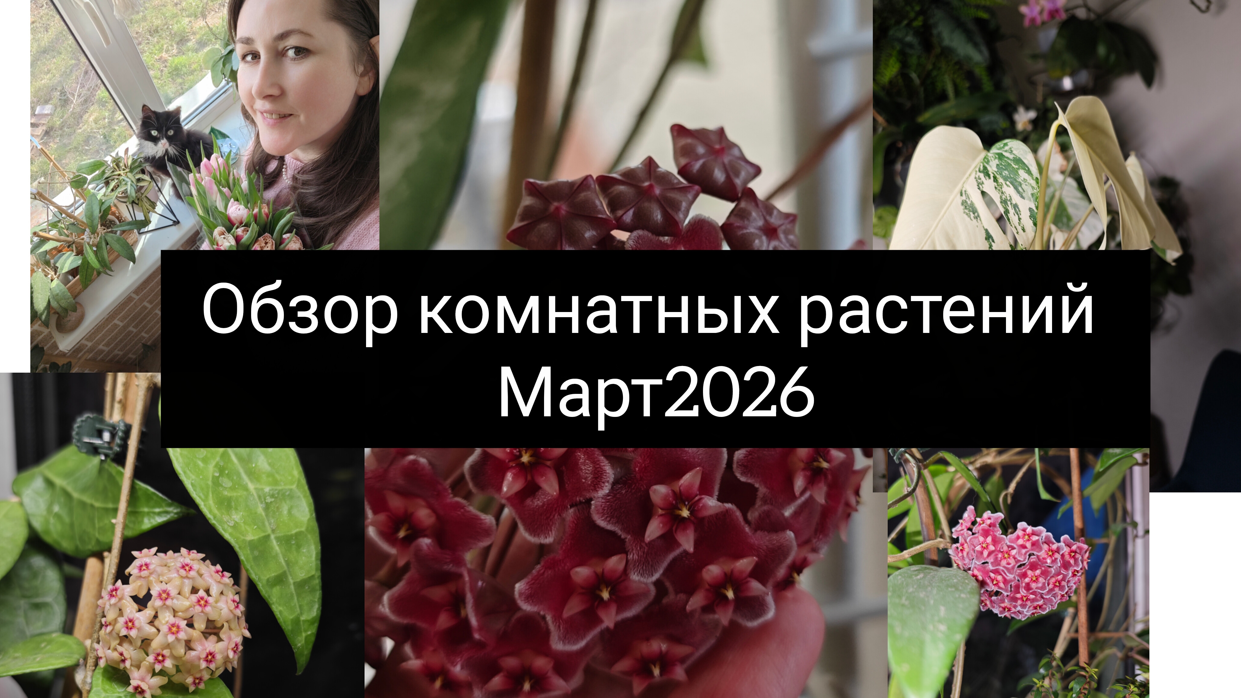 обзор комнатных растений. март 2026. цветение хойи