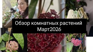 обзор комнатных растений. март 2026. цветение хойи