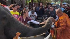 День слона в Таиланде