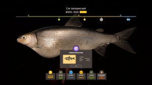 НОВЫЕ РАЗДАЧИ НА АХТУБЕ ОСЕТРА УСАЧА ЛОСОСЯ, ФАРМЫ НА МЕДНОМ, КУОРИ АРХИПЕЛАГЕ В РУССКОЙ РЫБАЛКЕ 4