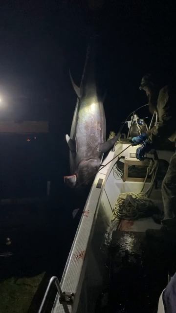 Тихоокеанский голубой тунец 175 кг, о. Итуруп