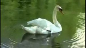 Эльдар Мансуров - Ноктюрн