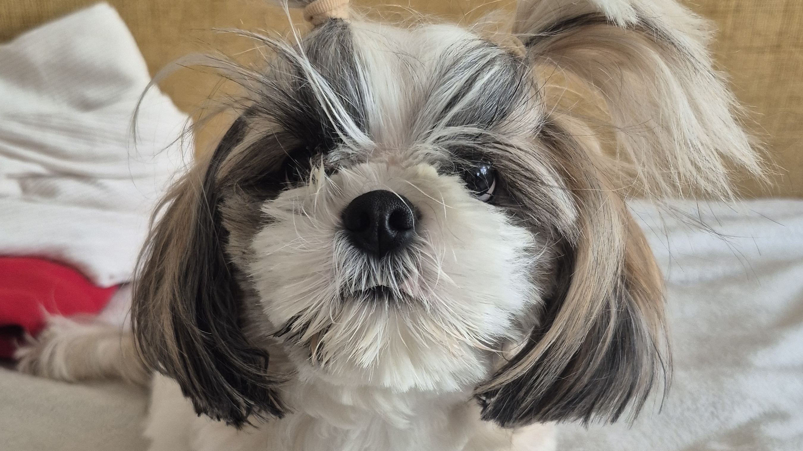 17-03-2026 она вернулась#рада#собака#шит-цу